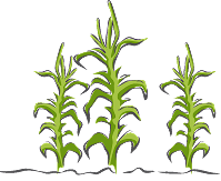 Weed Management
